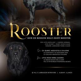 Labrador Retriever All Grown Up from Hill’s Labrador Retrievers