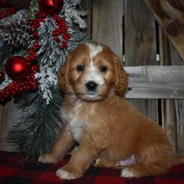 Zeke - Red  male Goldendoodle puppy in Macedon, New York from Toodles Goldendoodles