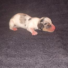 Speck - Piebald male Dachshund puppy in Opelika, Alabama from Dachshund Darlins