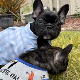 French Bulldog Puppies from Divine French Bulldogs