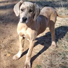 Viva Blue Fawn Merle - Merle female Great Dane puppy in Cunningham, Kansas from Garden Grove Great Danes