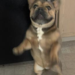 Tito - Bulldog