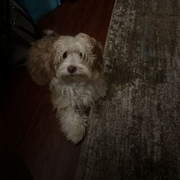 Two stepping tootsie toes - Havanese