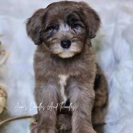 Coach - Blue merle male Sheepadoodle puppy in Cleveland, Georgia from Jam's Doodles And Poodles
