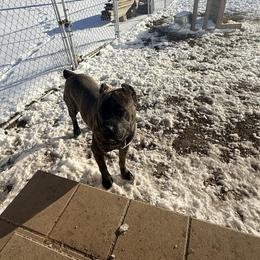 Raven - Chestnut brindle female Cane Corso puppy in Sullivan, Missouri from Midwest Cane Corso in Action