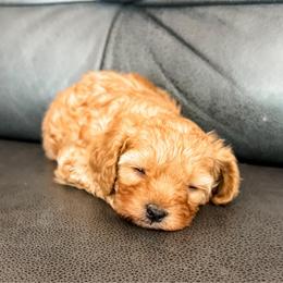 Cedar - Red male Cavapoo puppy in Saint George, Utah from Fitzdoodles