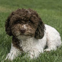 Bilbo - Poodle