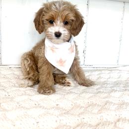 Fleur - Red  female Goldendoodle puppy in Saratoga Springs, Utah from DayDreamDoodles