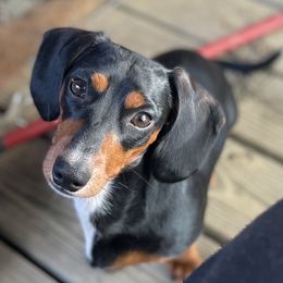 Oscar - Dachshund