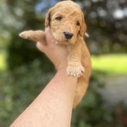 Boy 3 - Apricot Goldendoodle puppy in Bluefield, Virginia from Love on a Leash
