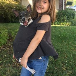 Rat Terrier Puppies from Top Shelf Rat Terriers