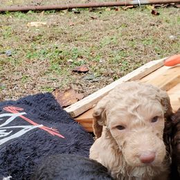 Poodle Puppies from Polly Wally Doodles and Poodles