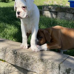 Whitney - White female Boxer puppy in Custer, South Dakota from Tracy's Boxers