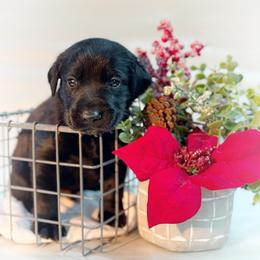 Mike - Black male Labrador Retriever puppy in Isle, Minnesota from Dog Ear Outfitters