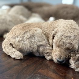 Poodle Puppies from Home of Doodles