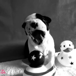 Boston Terrier Puppies from Beatrice's Kennels