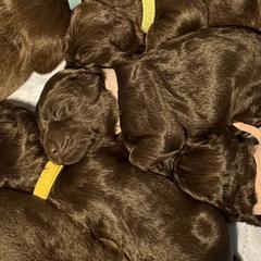 Boykin Spaniels from Hickory Hills Boykin Spaniel