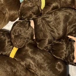 Boykin Spaniels from Hickory Hills Boykin Spaniel