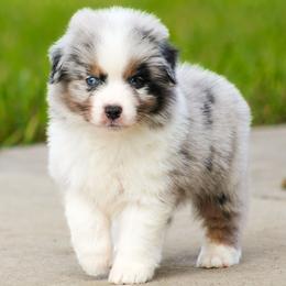 Buzz - Blue merle male Miniature American Shepherd puppy in San Benito, Texas from Vaquera's Miniature American Shepherds