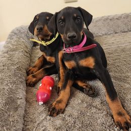 Pink girl - Black and rust female Doberman Pinscher puppy in Leslie, Arkansas from Shakarri Irish Setters