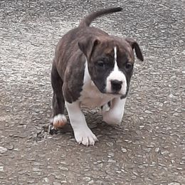 American Staffordshire Terrier and French Bulldog Puppies from Cicero Kennels