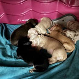 Dachshund Puppies from Sonia’s Creamsicle Dachshunds