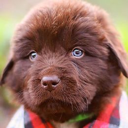 Ficus - Brown Newfoundland puppy in Madison, Wisconsin from Riddle Family Newfoundland