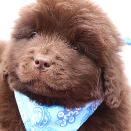 Bugs Bunny (Drk Blue) - Brown male Newfoundland puppy in Kimball Twp, Michigan from Pine River Newfoundlands