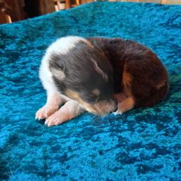 Meadow - Black white and tan female Collie puppy in New Mexico from Red Canyon