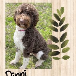 Pippi - Goldendoodle