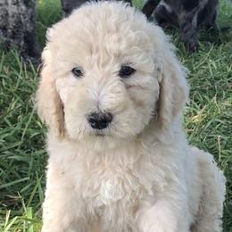 Paravel - Cream Goldendoodle puppy in Kansas City, Missouri from Beary GoldenDoodles