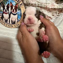 Benny - Red male Boston Terrier puppy in Tampa, Florida from Bayshore Boston Terrier’s