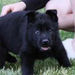 German Shepherd Puppies from Waldkonig K9