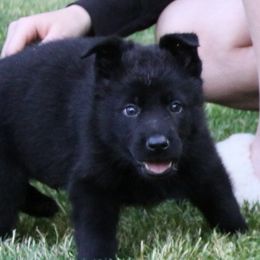German Shepherd Puppies from Waldkonig K9