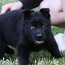 German Shepherd Puppies from Waldkonig K9
