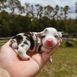 Thunder - Blue merle and white American Corgi puppy in Windermere, Florida from Canaan Farm Corgis