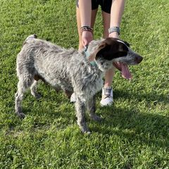 Dakota - German Wirehaired Pointer