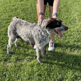 Dakota - German Wirehaired Pointer