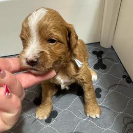 Comet (Blue) - Red  male Goldendoodle puppy in Newaygo, Michigan from West Michigan Doodles and Poodles