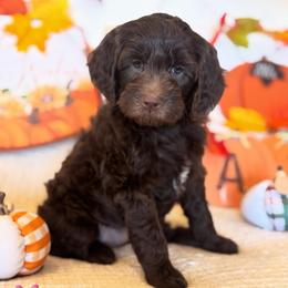 Crinkle - Chocolate female Goldendoodle puppy in Caldwell, Idaho from Leila Pearson