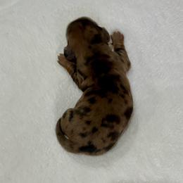 AKC dapple boy - Dapple male Dachshund puppy in Ozark, Alabama from Honey Hill Dachshunds
