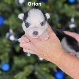 Orion - Black and white male Pomsky puppy in Fredericksburg, Virginia from Purely Pomskies