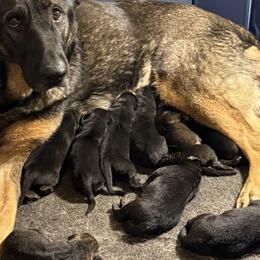 Black and Tan Girl - Black and tan female German Shepherd puppy in Jacksonville, Florida from El Dorado
