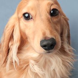 Dachshund puppies from Ryans Nursery/Ryan's Dachshunds