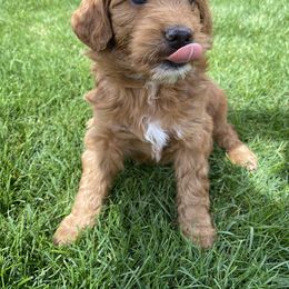 Goldendoodle Puppies from Doodle Bliss