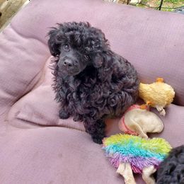 Poodle Puppies from Joanies Poodles