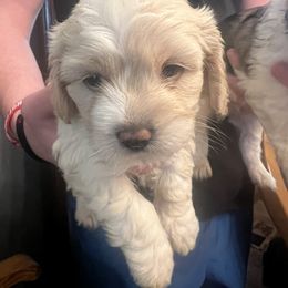 Buffy boy - male Cockapoo puppy in Wellington, Kansas from Brian’s Puppies