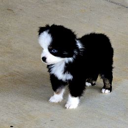TINY Blue-eyed Black Tri Female - Black tri female Toy Australian Shepherd puppy in Leighton, Alabama from Isbell Land & Livestock, LLC
