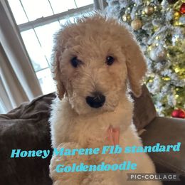 Honey Marene - Cream Goldendoodle puppy in Missouri from B&C Goldendoodles