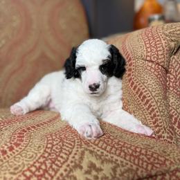 Shyanne - Parti female Poodle puppy in Ault, Colorado from The Peaks Premium Poodles